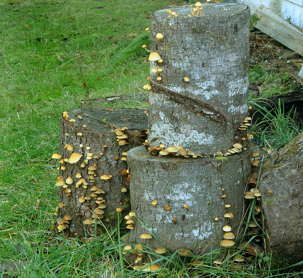 Wood Wood Eating Fungus. curtis Irish Flickr