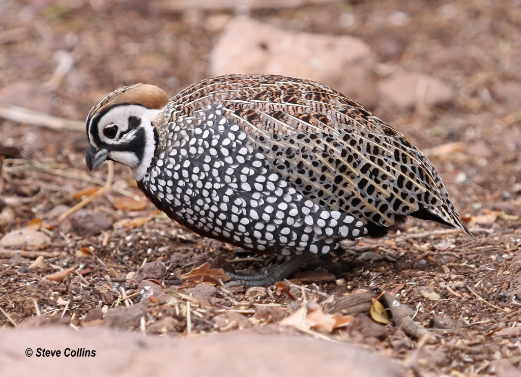 Montezuma Quail Davis Mountains SP, Jeff Davis Co., TX Odephoto