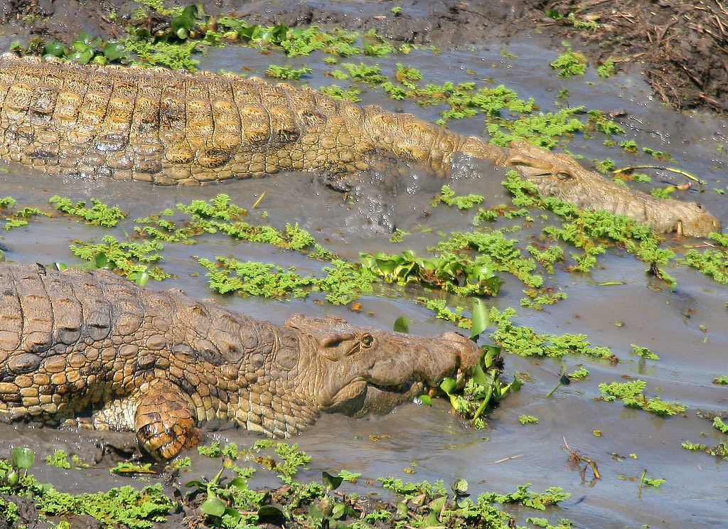 Gorongosa National Park Crocodiles (by Paul Kerrison) Flickr