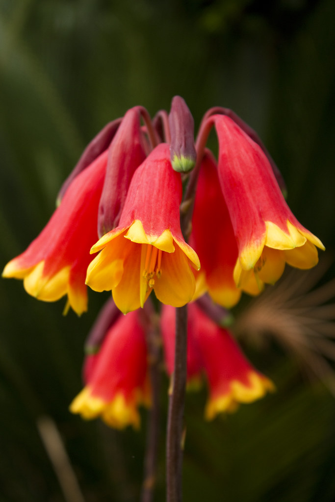 Blandfordia Grandiflora BLANDFORDIACEAE family Flickr