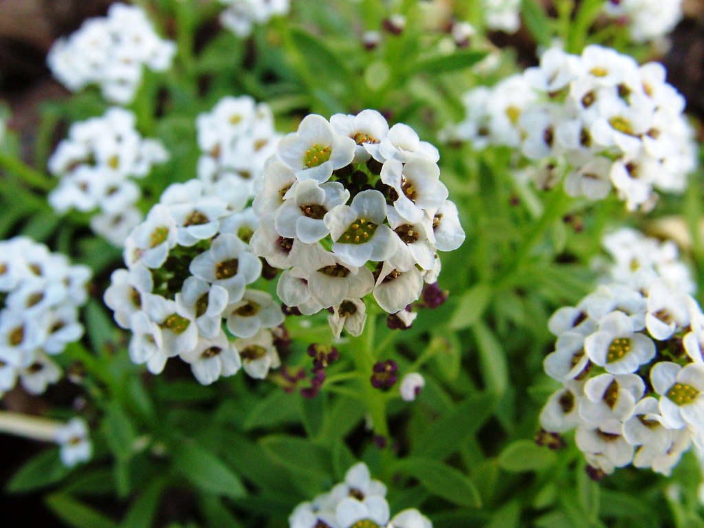 Alyssum Flowers A Macro close up of Alyssum Flowers Mark O'Reilly
