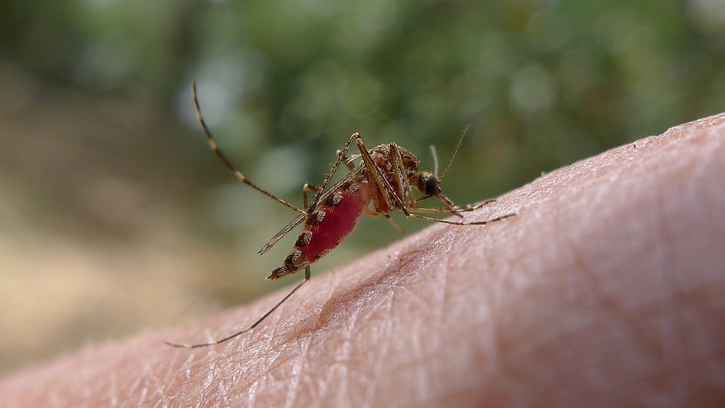 Dilston mozzie Dilston Tasmania Australia, January 2012. John Tann