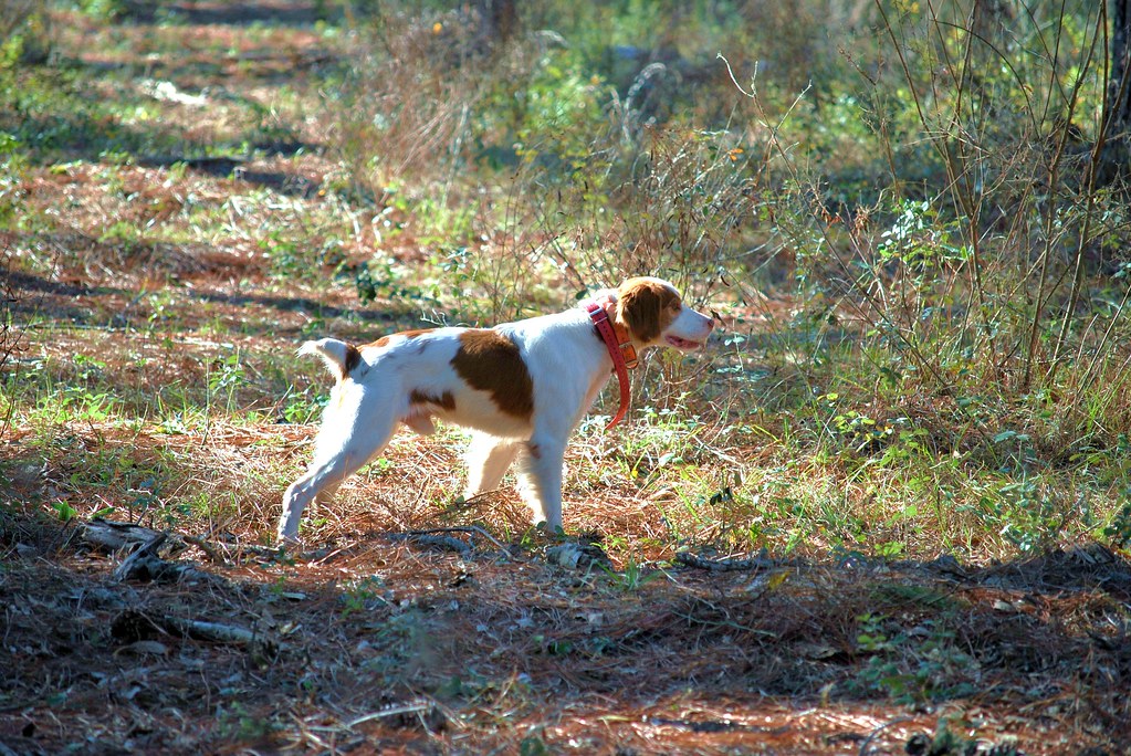 Bird Dog Brooks County, GA VisitBrooksCoGA Flickr