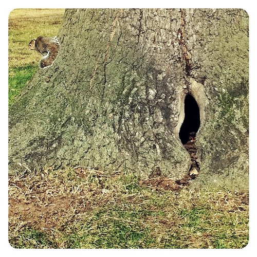 Squirrel's castle via Instagram instagr.am/p/n5LO3/ Patu Tifinger