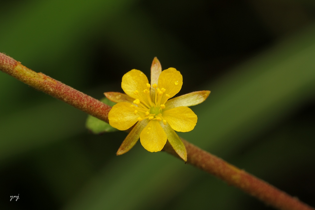 Delicate Flower Yogendra Joshi Flickr