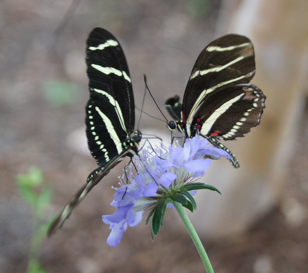 ZEBRA BUTTERFLIES Two Zebra Butterflies enjoy a snack Bev Flickr