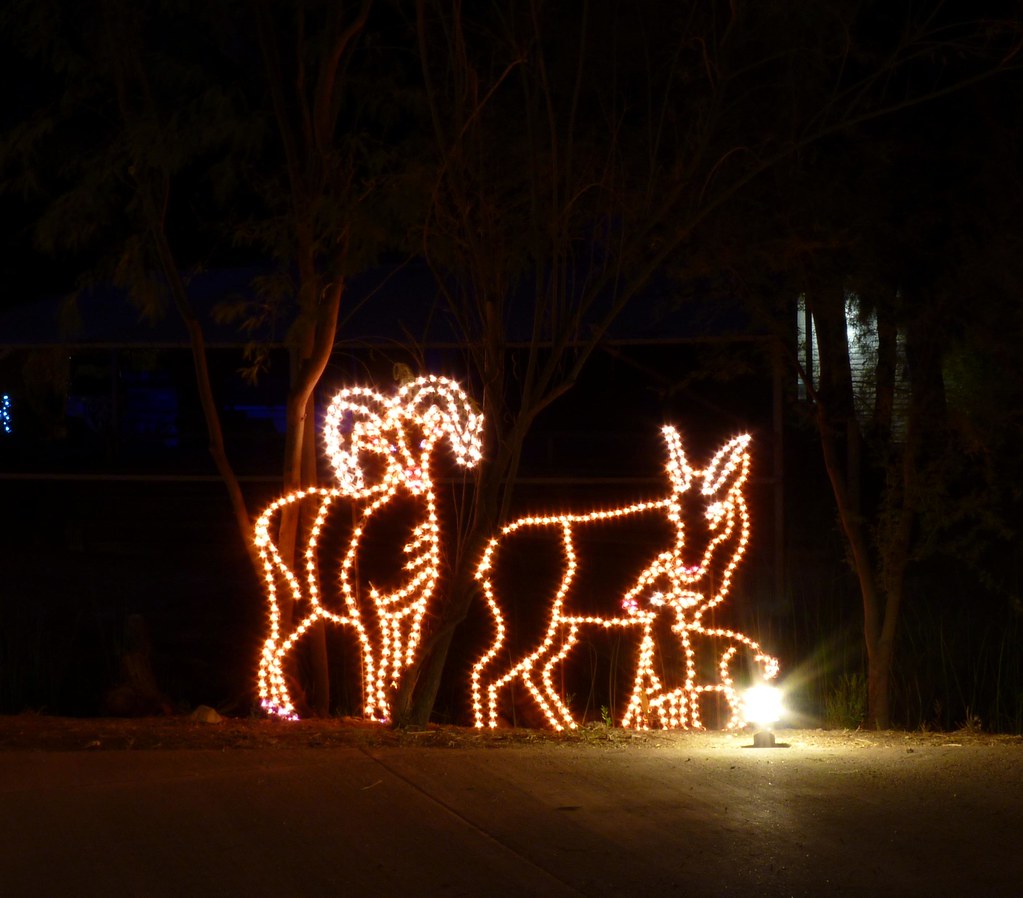 Big Horn Sheep family A light display of Big Horn Sheep at… Flickr