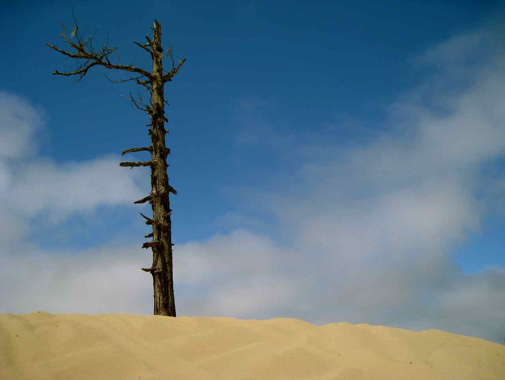 North Bend dune, Oregon See more images of Oregon Coast at… Flickr