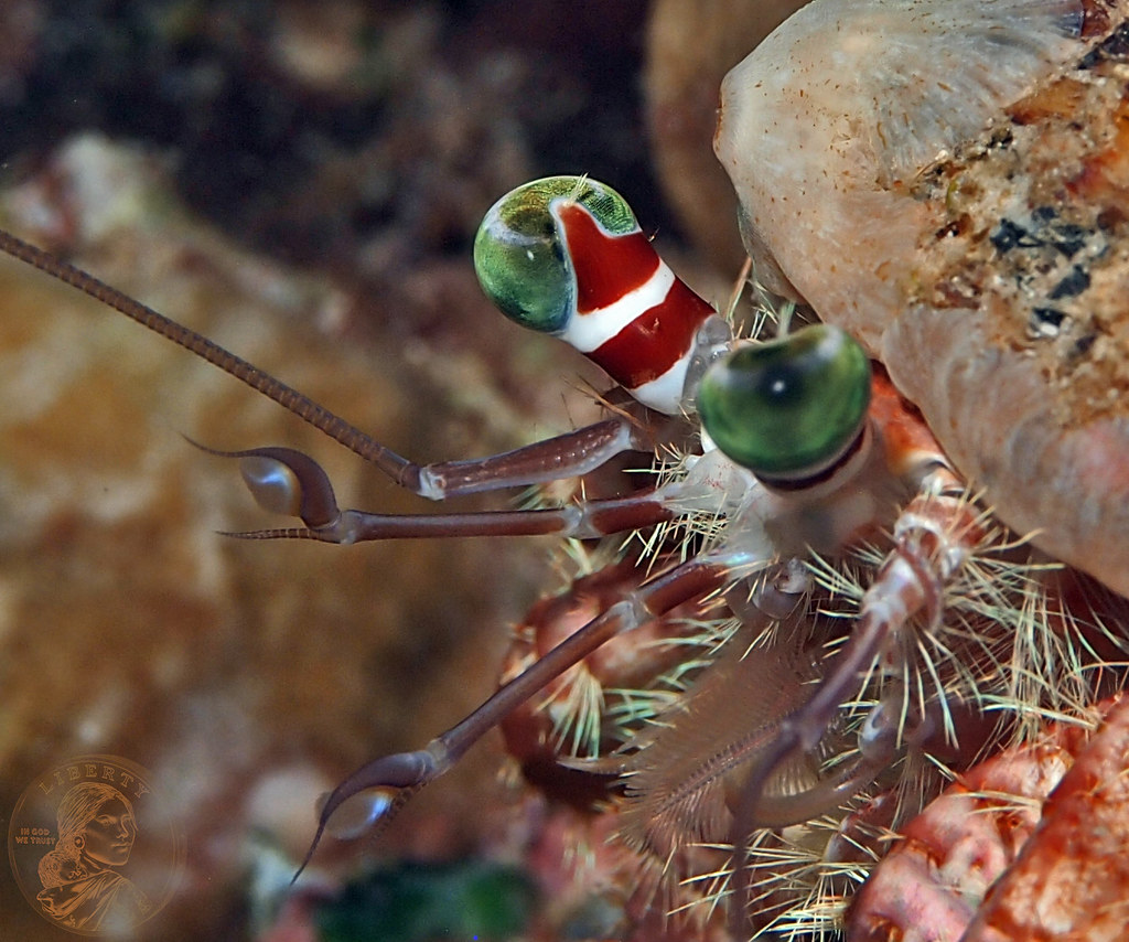 Crab Eye and Antennae System Indonesia North Sulawesi … Flickr