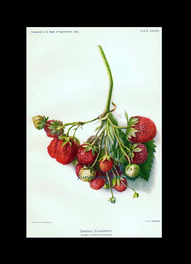 Cardinal Strawberry 1903 USDA Field Trial Botanical Illust… Flickr