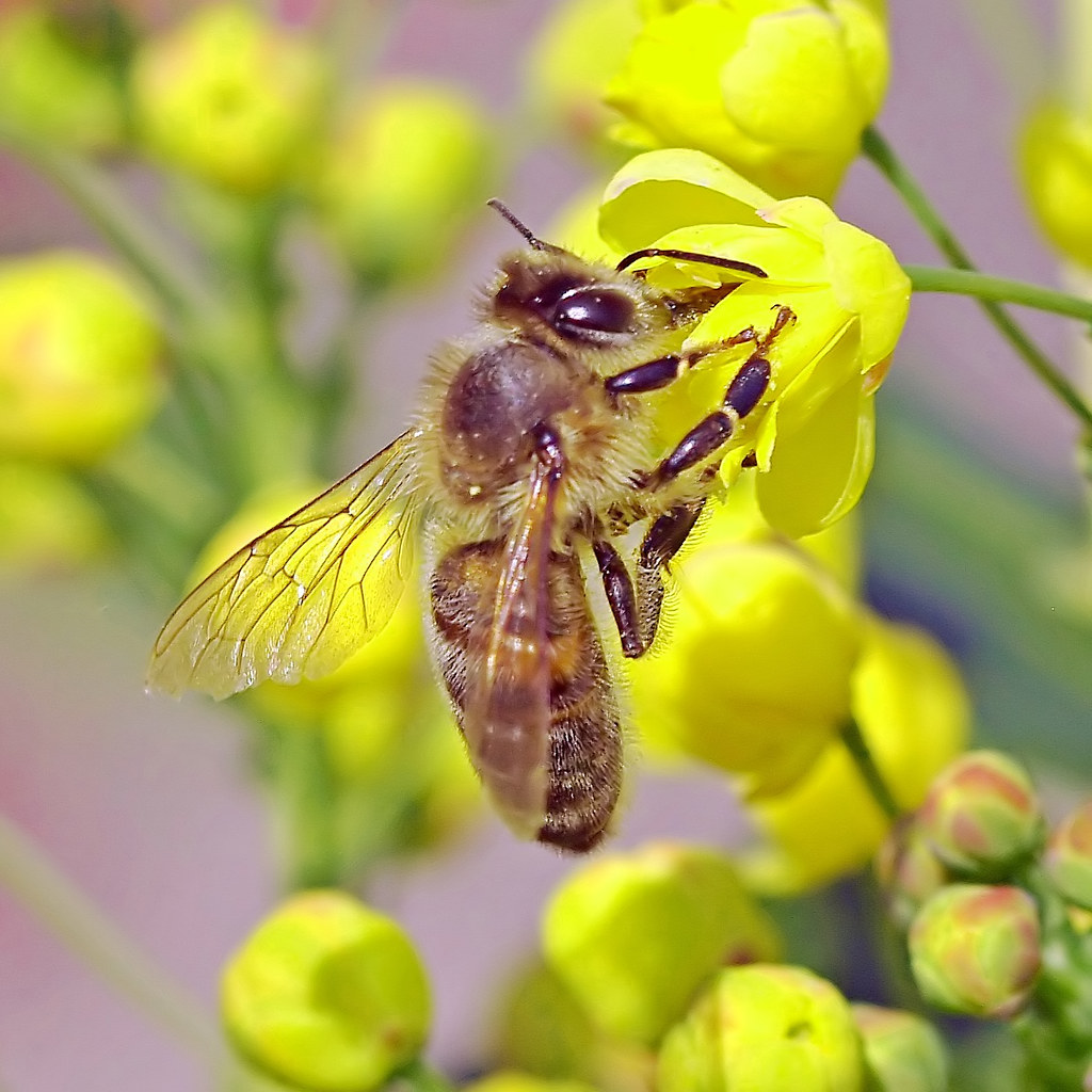 A honey bee working on an Oregongrape. This plant Mahonia… Flickr