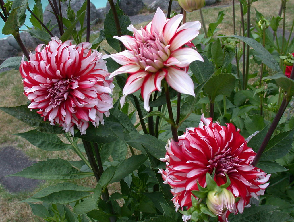 Dahlia Santa Claus David Wong Flickr