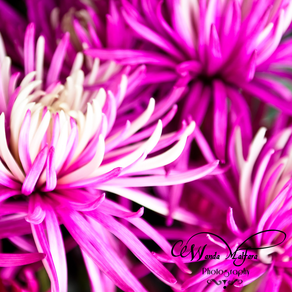 Flower Shop Opening 0712 wm Wanda Malfara Flickr