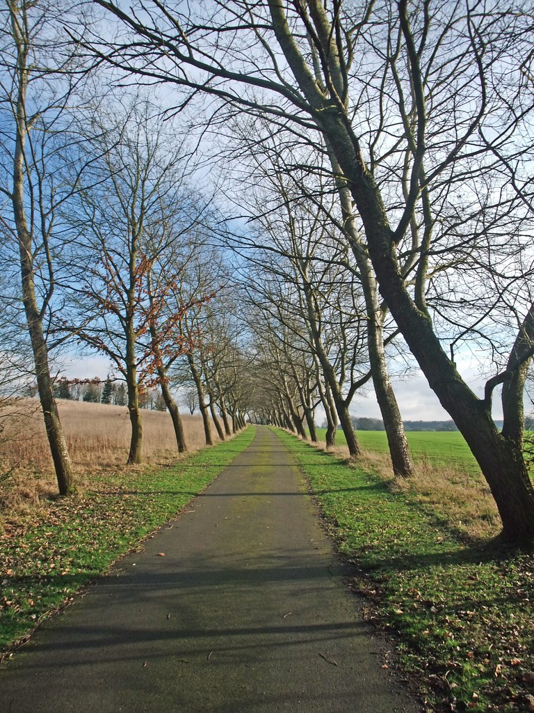 Kingston Avenue Trees along the estate road to KIngston Fa… Flickr