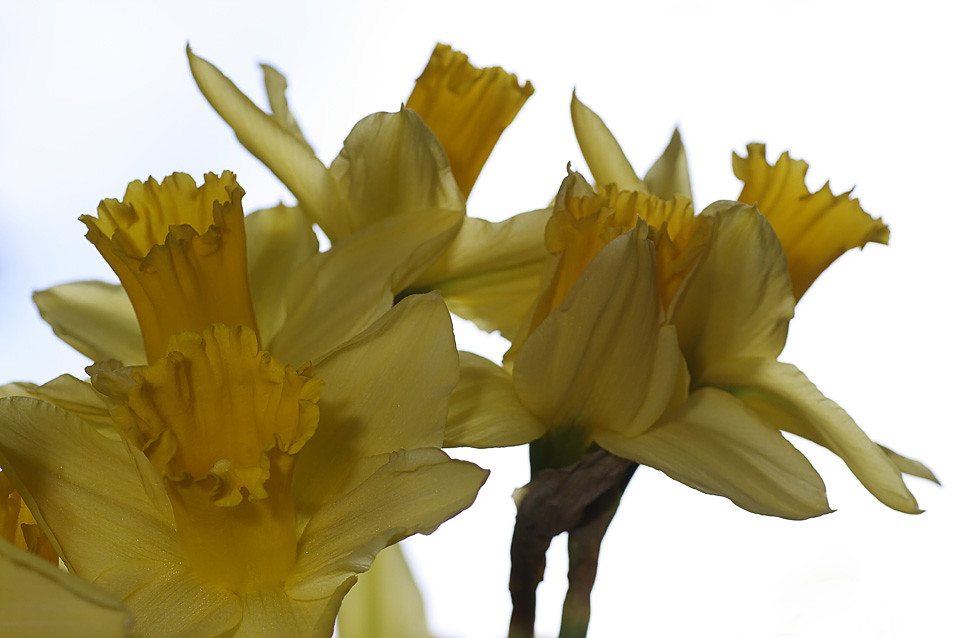 Cut daffodils 2 Playing with some daffodils in a vase Brian