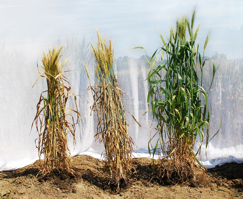 Spot blotch susceptible and resistant wheat A comparison