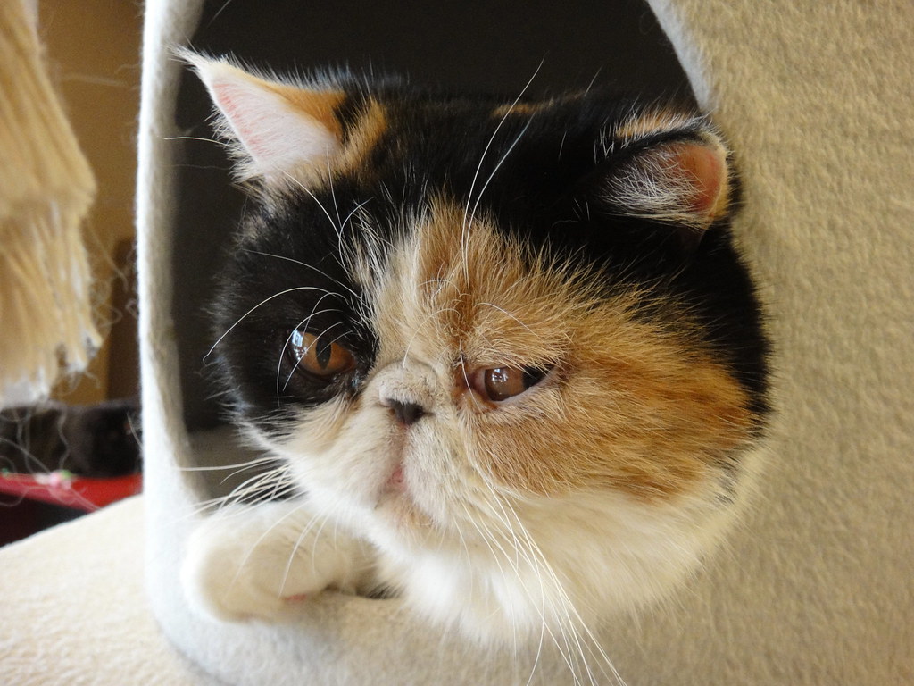 Café Calico Shinjuku Cat Café My second visit to the cat… Flickr