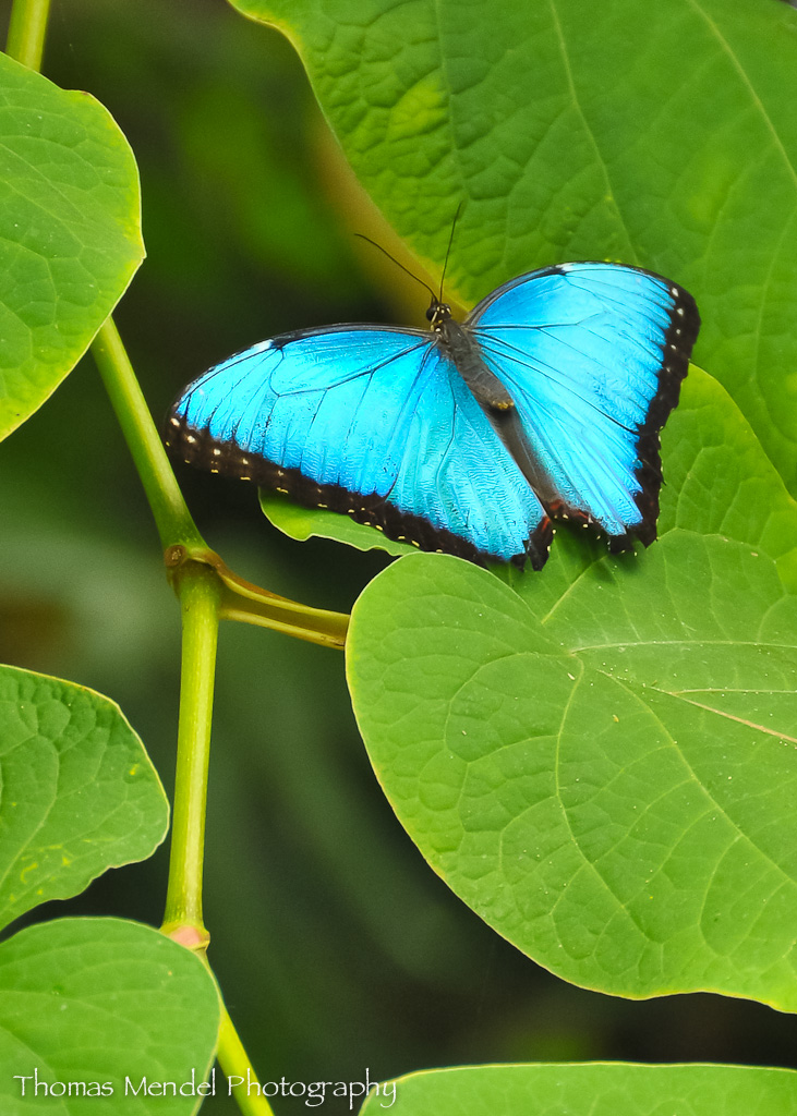 Blue morpho butterfly Frederik Meijer Gardens Grand Rapids… Flickr