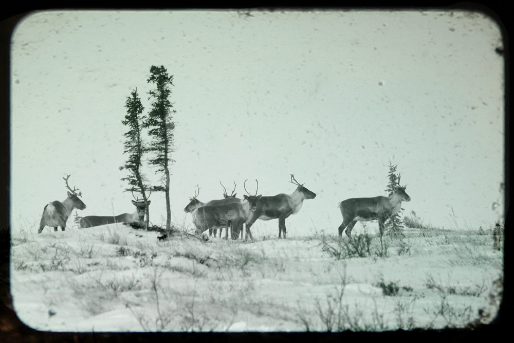 FortyMile Caribou The Fortymile herd is the largest inte… Flickr