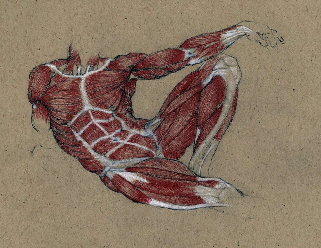 Anatomy Sketchbook Benjamin Craig Flickr