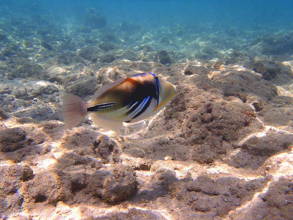 Hanauma Bay Humuhumunukunukuapuaa Fish Hawaii Mark Wheeler Flickr