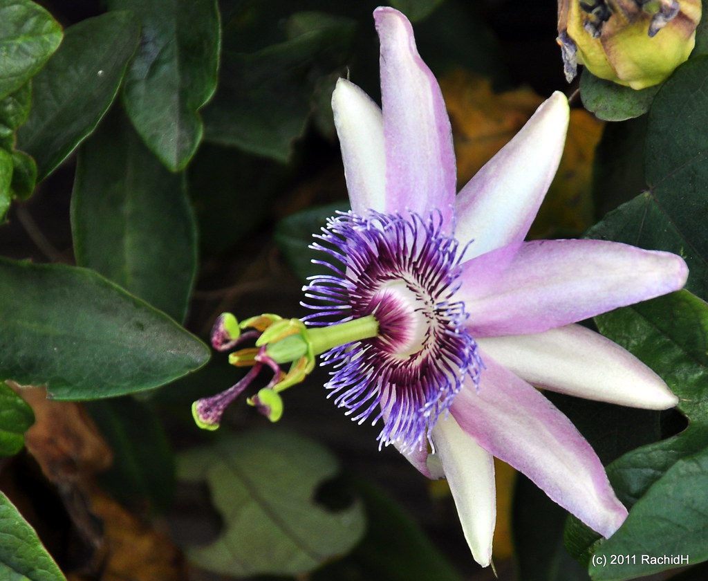 DSC_0068 Passion Flower Passiflora caerulea Blue Passi… Flickr