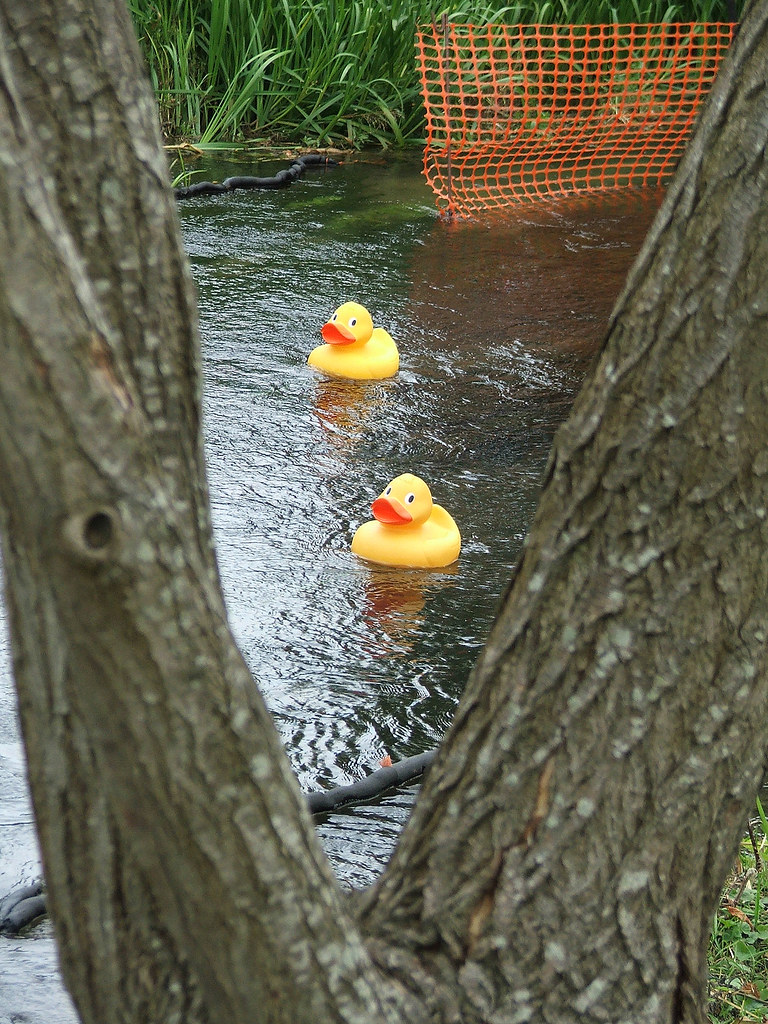 2 little Ducks 22 Bingo calling number. Antony *** Flickr