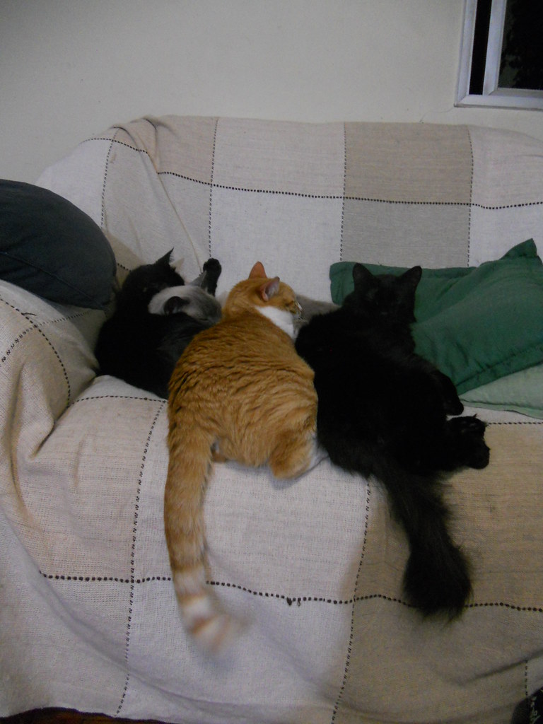 Cat mess I usually like to keep things organized, but the … Flickr