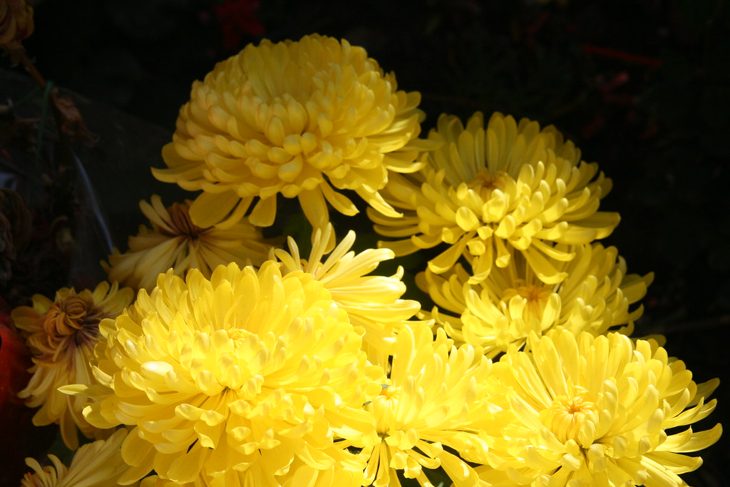 Yellow Mum Flowers Flickr
