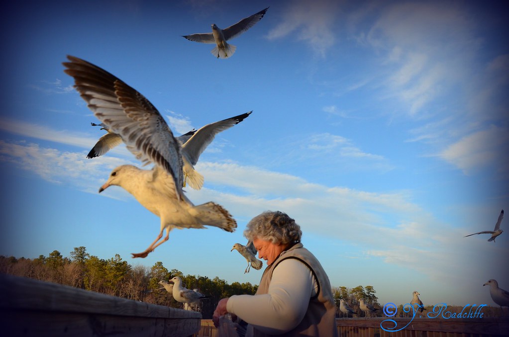 Feed The Birds Miss Norma was feedig the birds while I got… Flickr
