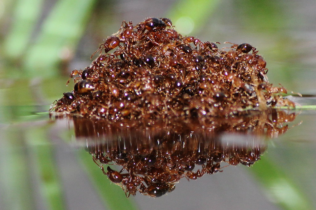 Ant Life Raft Fire ants form a living, floating life raft … Flickr