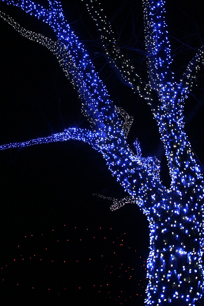 blue tree Denver Zoo Lights Scorpions and Centaurs Flickr