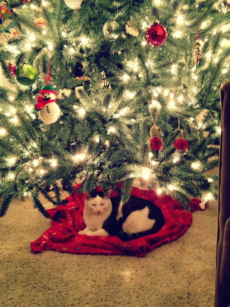 Christmas tree is up. 11.25.2011 mrs_deland Flickr