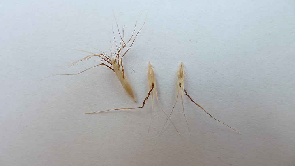 Smoothflower Wallaby Grass seeds Smoothflower Wallaby Gr… Flickr