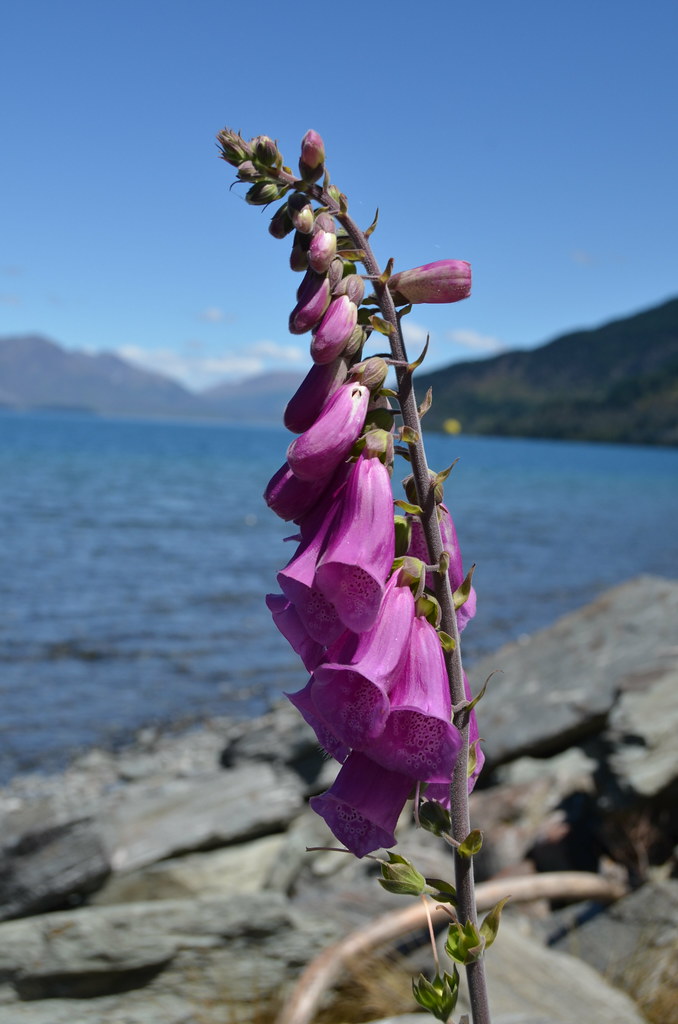 Flower near Queenstown Dan Todd Flickr