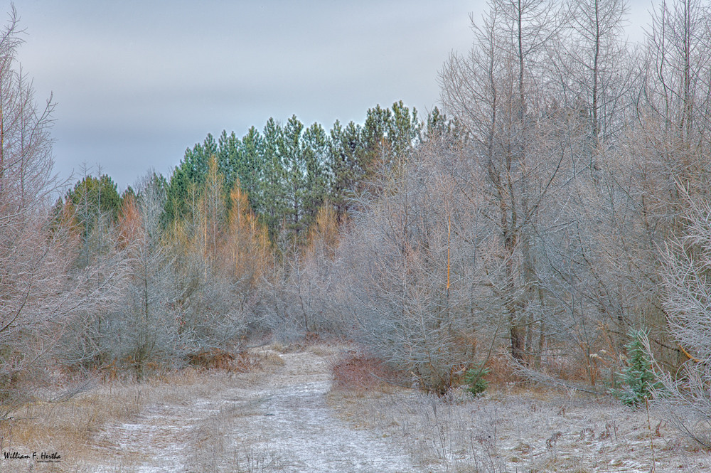 York Regonal Forest Pefferlaw Bill Hertha Flickr