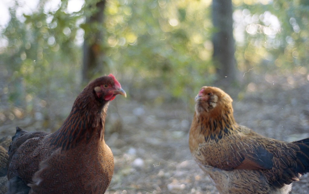 Chickens at Jones Valley Urban Farm Ryan McAnulty Flickr