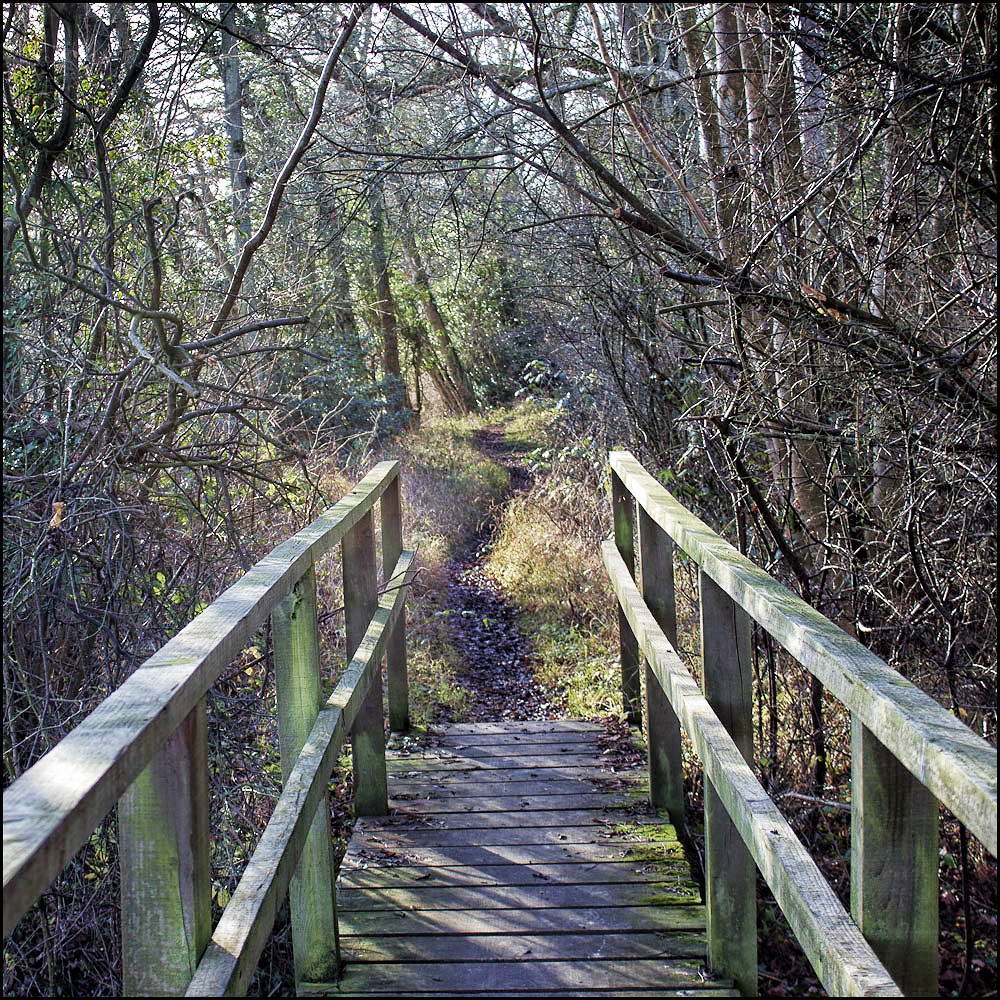 Priory241 A walk in the wood at the priory. Antony *** Flickr