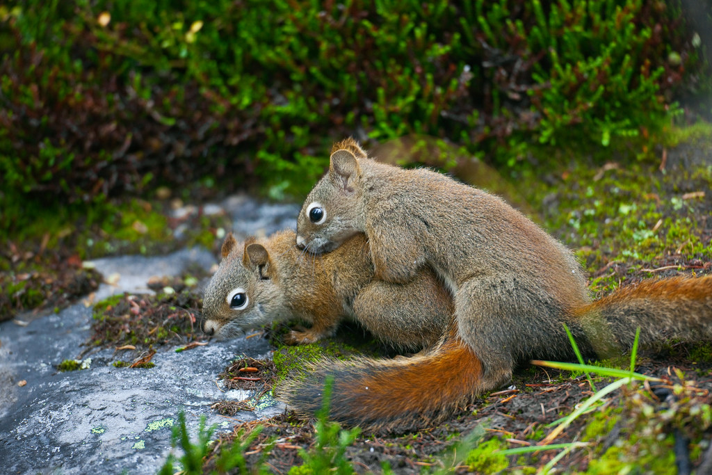 American Red Squirrels Having Sex in Yoho National Park | Flickr