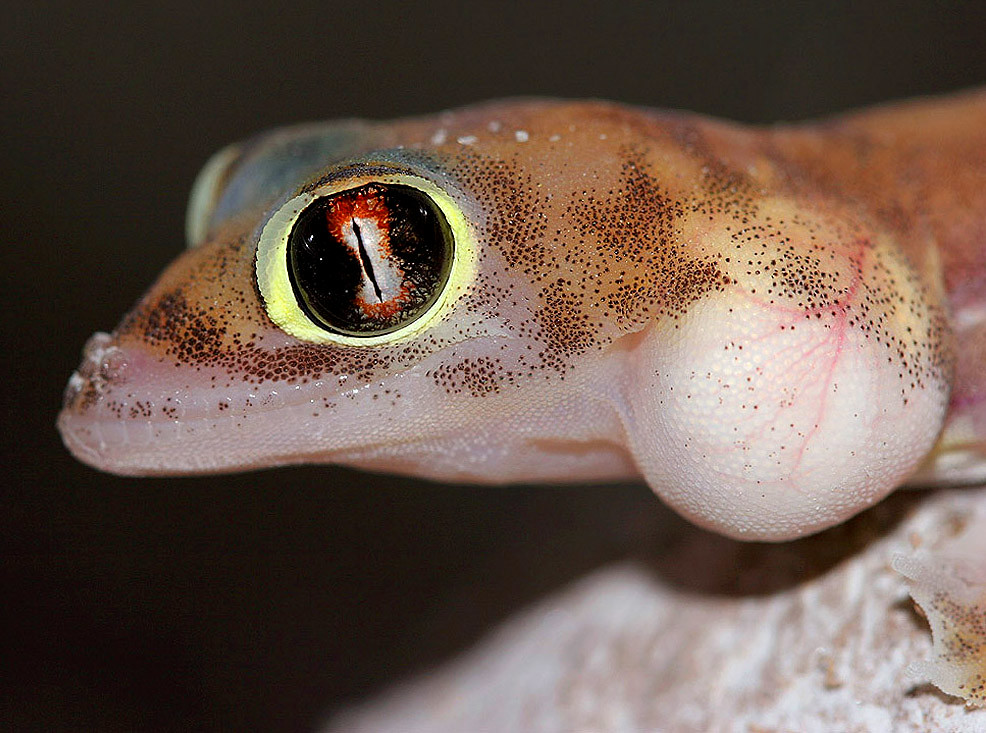 Webfooted gecko (Palmatogecko rangei) A photo of one of