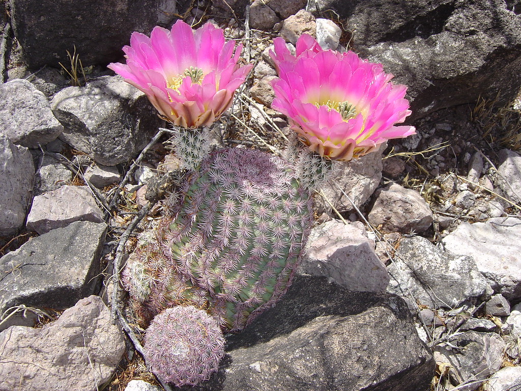 Echinocereus pectinatus Este cactus es común en el municip… Flickr