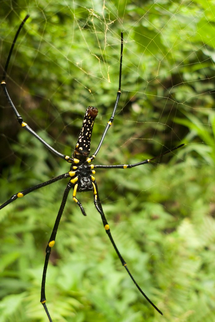 Giant Spider This is by far the biggest spider I've ever s… Flickr