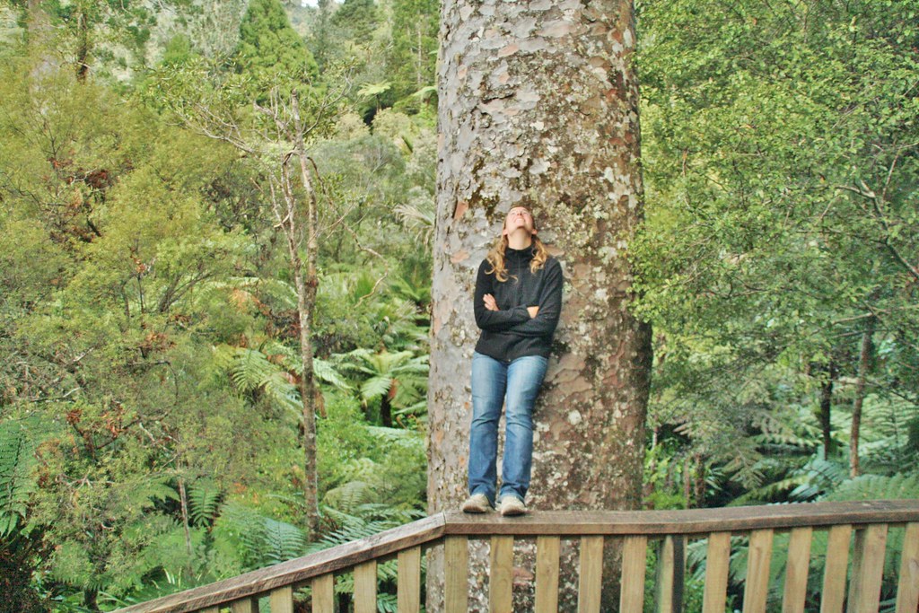 Giant Kauri tree mario_ruckh Flickr
