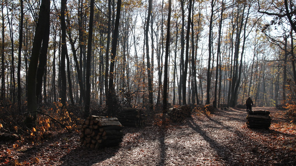Randonnée forêt de VerrièresleBuisson Circuit à cheval s… Flickr