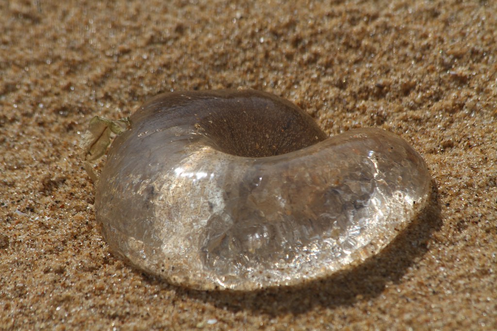 Egg sac from the conical sea snail Hone Morihana Flickr