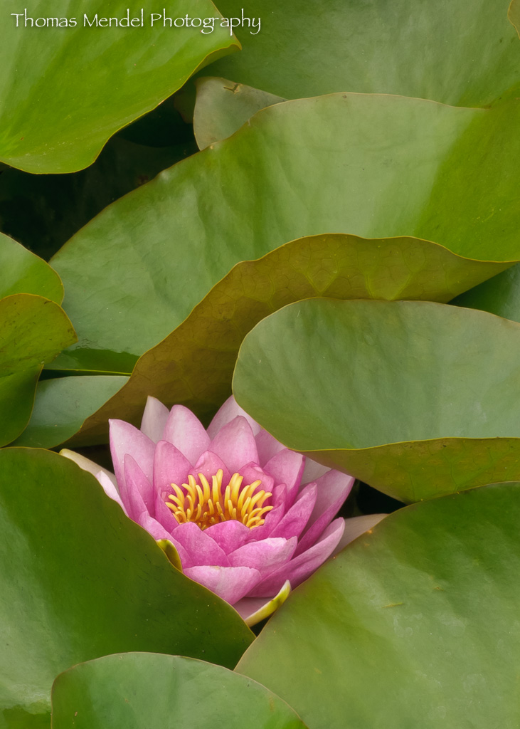 Water Lily _ 1 Horticulture gardens, Michigan State Univer… Thomas