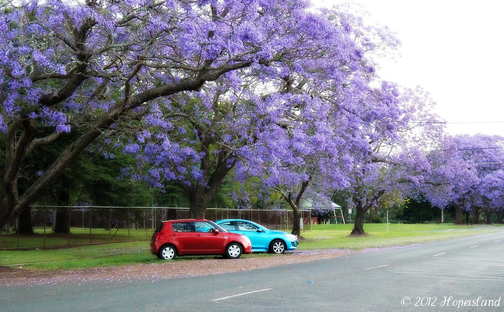Purple tree wood haccelebrity
