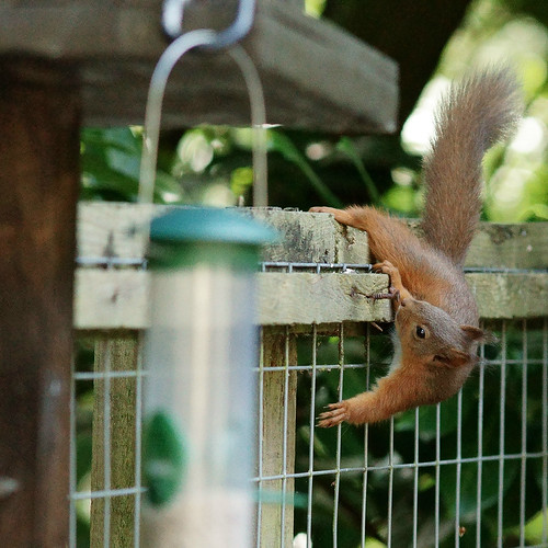 Squirrel at Oakhurst Garden Centre Avoiding the feeders, a… Flickr