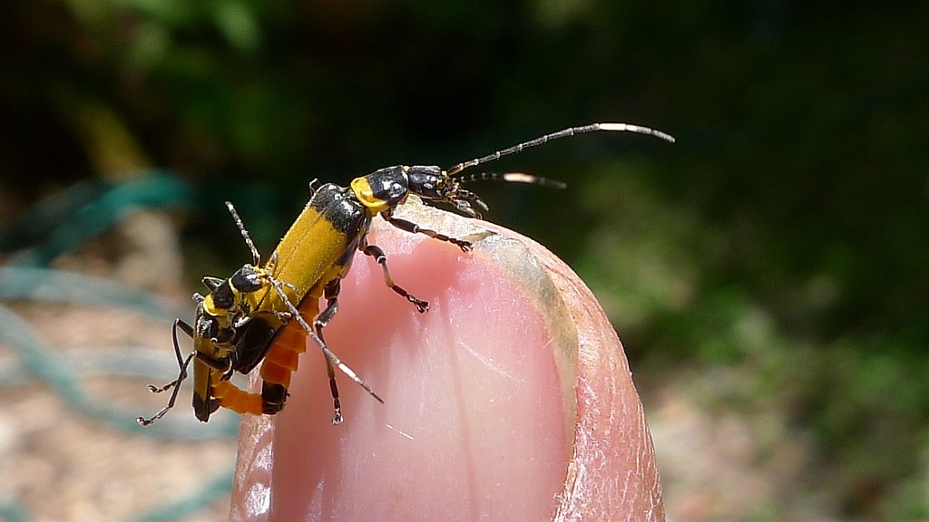 Yellow Soldier Beetle Soldier beetle, Chauliognathus imper… Flickr