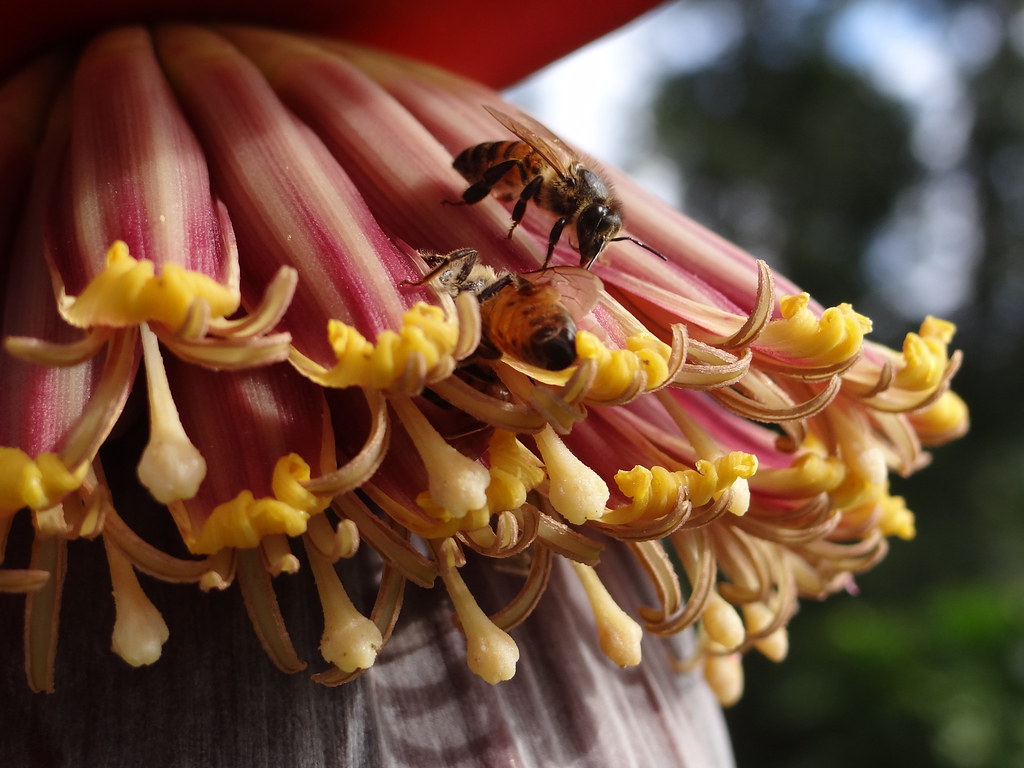 Honey bees visiting the banana tree JensaGatorFan Flickr